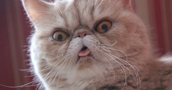 Кот с приплюснутой мордой