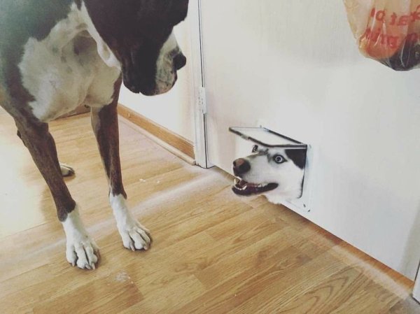 Мемы с животными