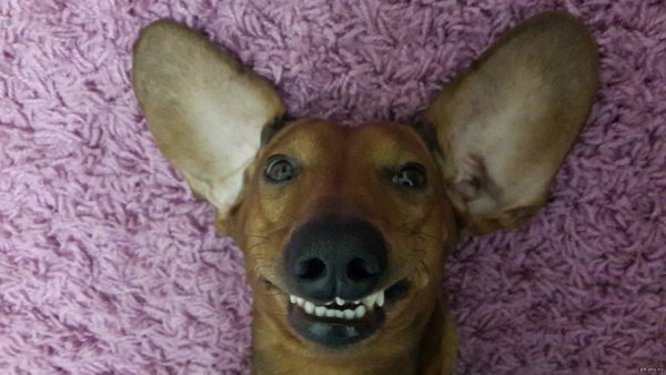 Смешная собака улыбака