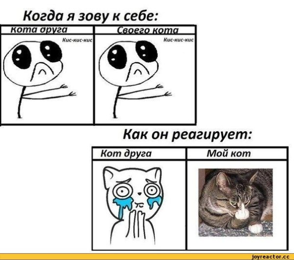 Смешные мемы с котом