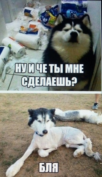 Смешные картинки снадпясями