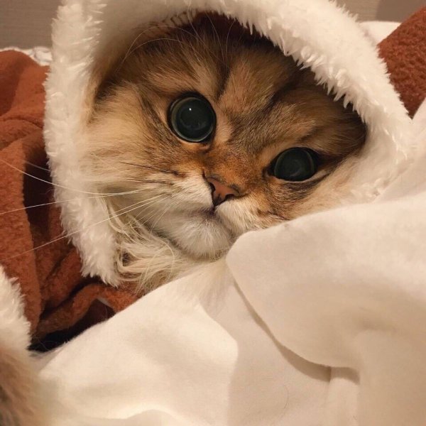 Котик с сердечком