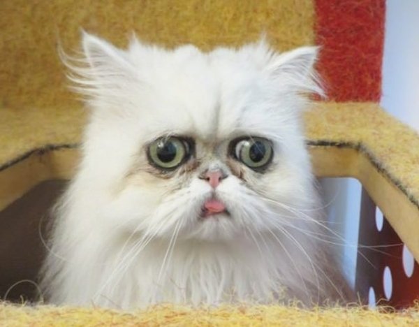 Страшный белый кот