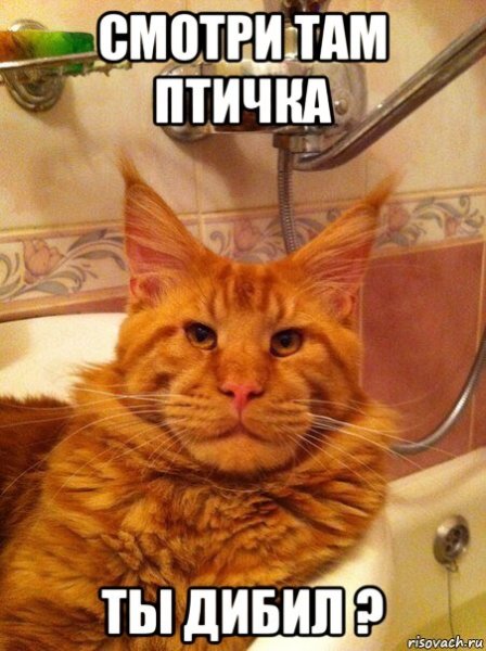 Кот с оружием Мем