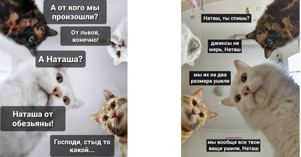 Мемы с кошками