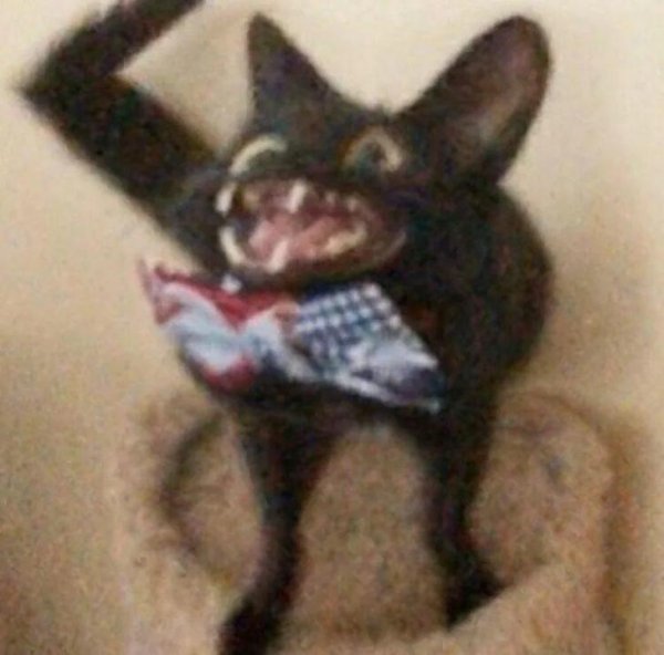 Смешные коты из пинтереста