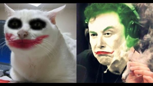 Кот Джокер Мем