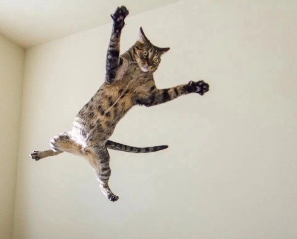 Летающие коты