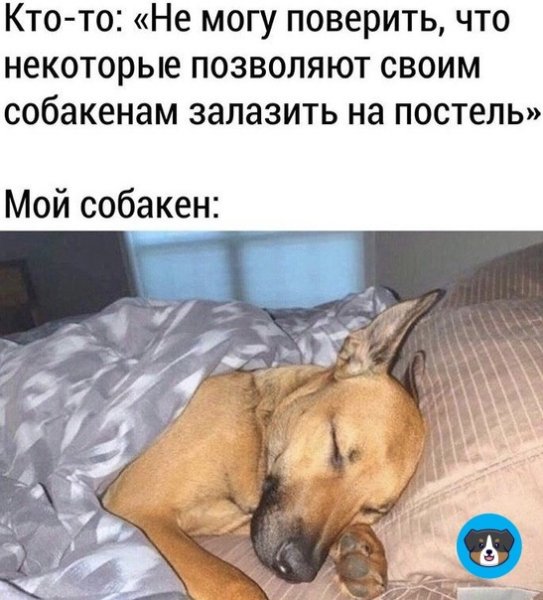 Сон собаки Мем