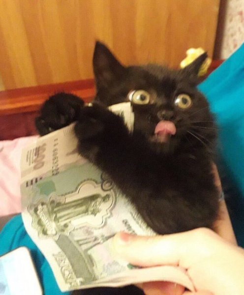 Кот с деньгами Мем