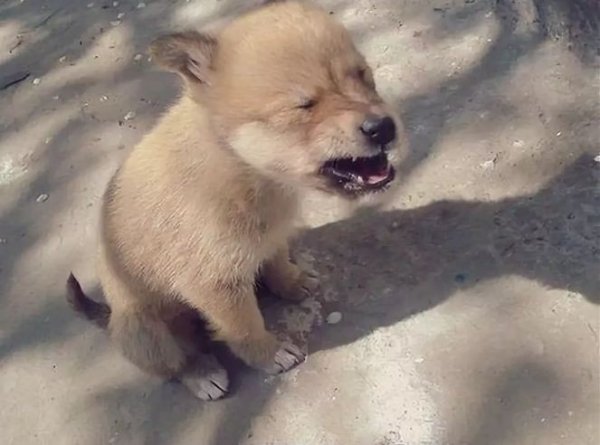 Рви душу Мем