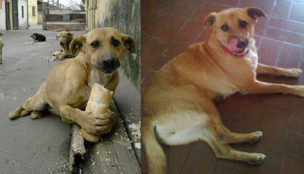 Голодные бездомные животные