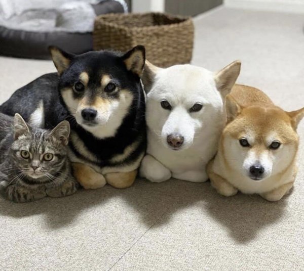 Три собаки и кот