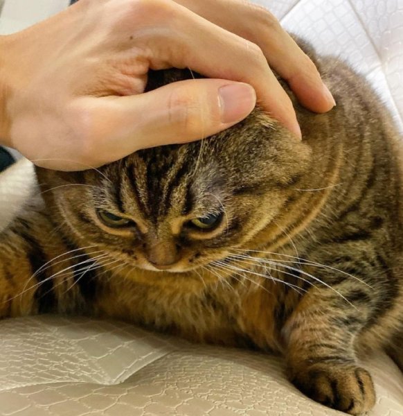 Поглаживание кота по голове