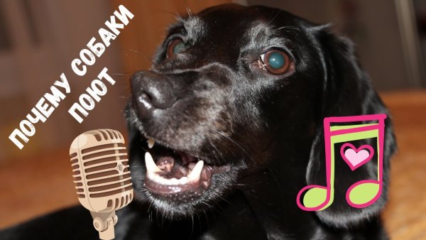 Собака поет