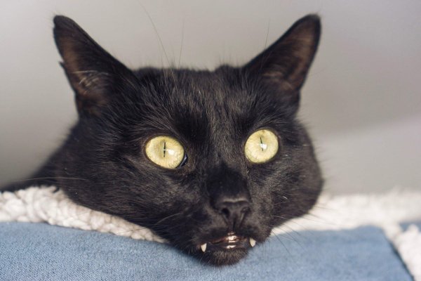 Черная кошка смешная