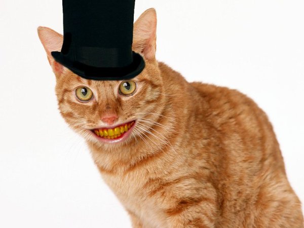 Рыжий кот улыбается