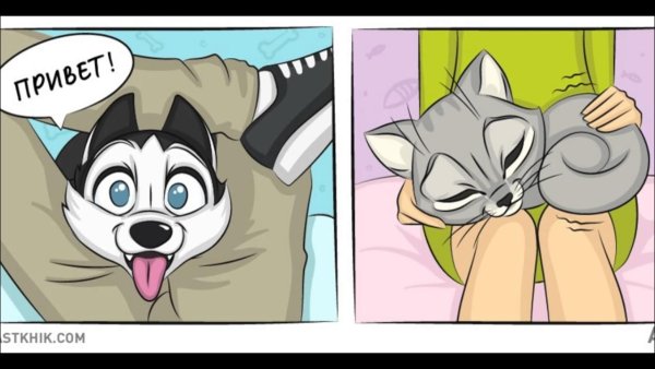 Утро собачника и кошатника