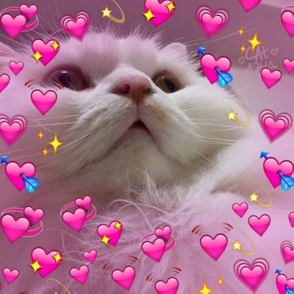 Лый котик с сердечками