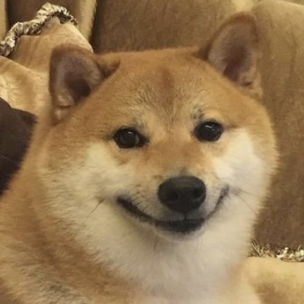 Акита ину Doge