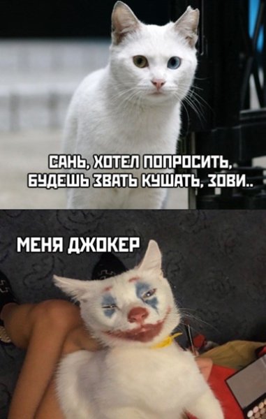 Кот Джокер фото