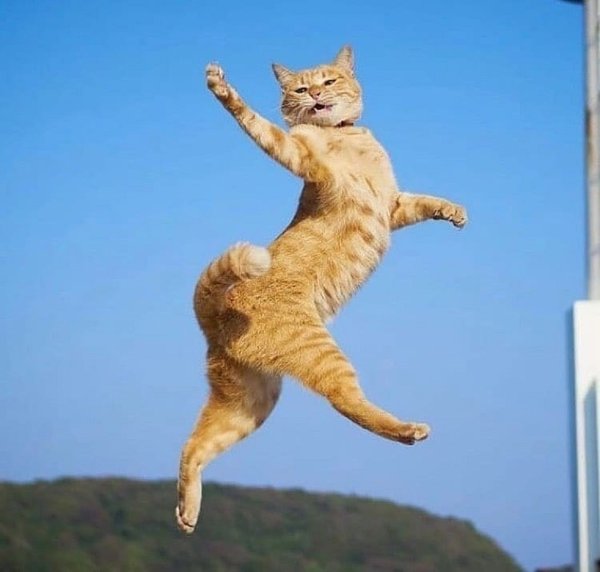 Прыгающий кот