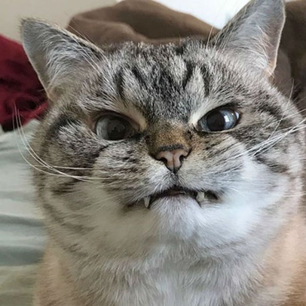 Зубастый кот