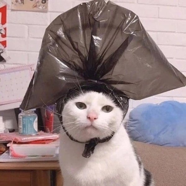 Кот в пакете