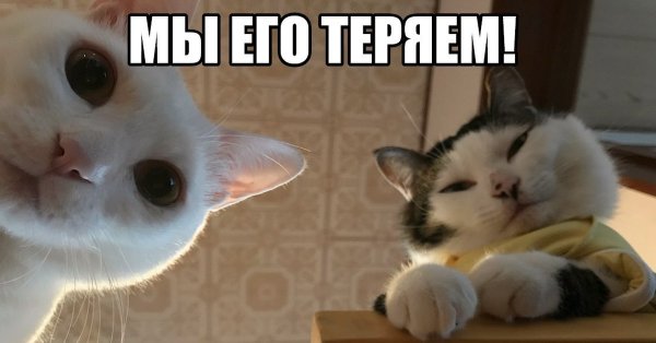 Коты мемы с надписями