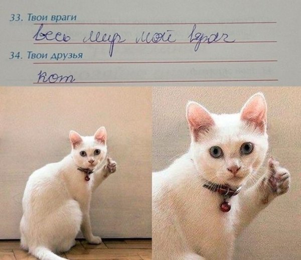 Кот показывает лайк