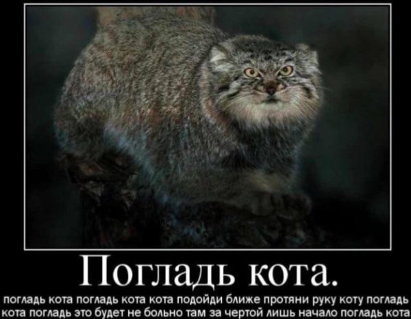 Манул погладь кота