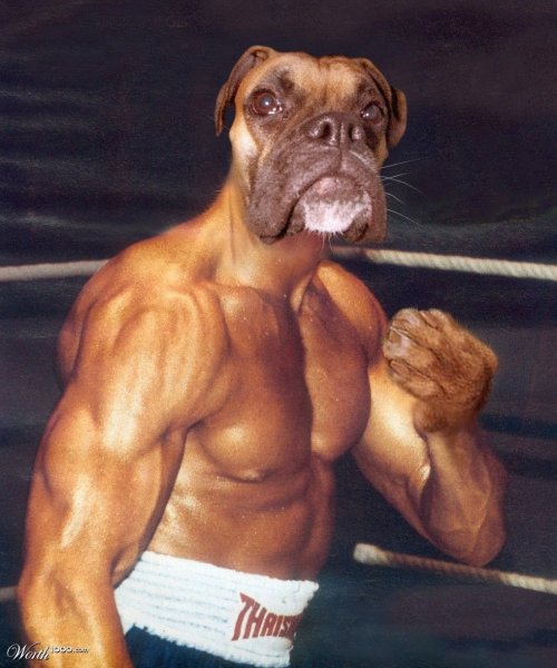 Американский питбультерьер качок