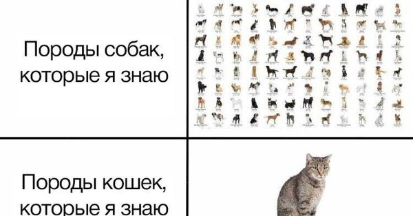 Мемы про породы котов и собак