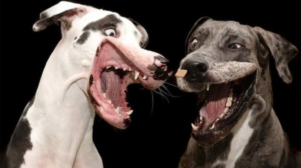 Две Веселые собаки