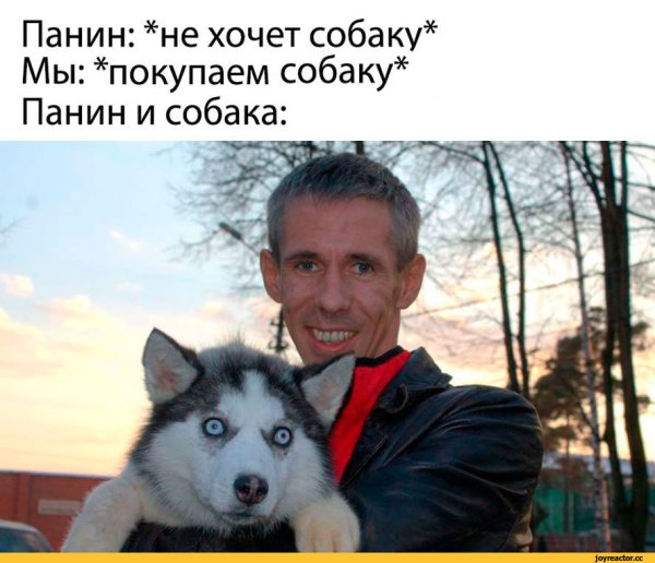 Панин и собака приколы