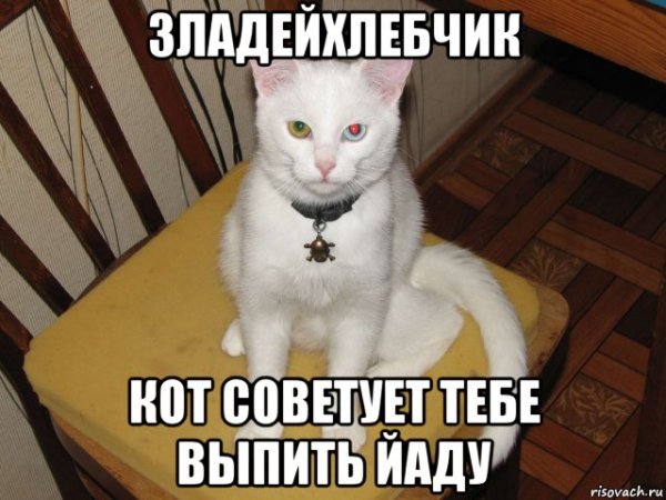 Мемы с котами без надписей