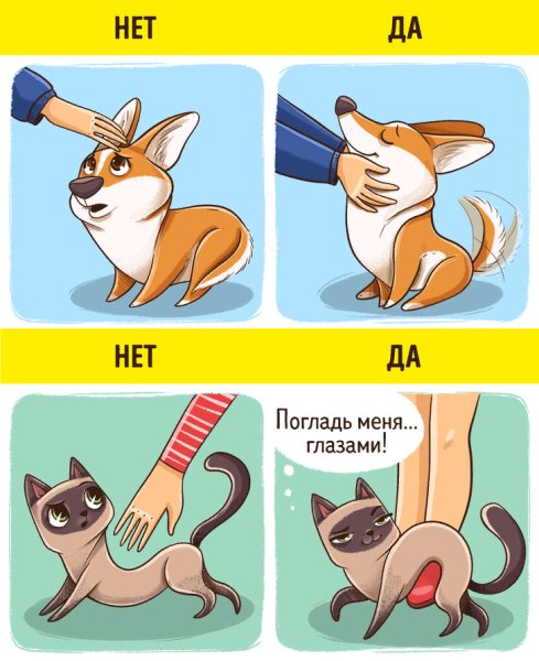 Разница между кошкой и собакой