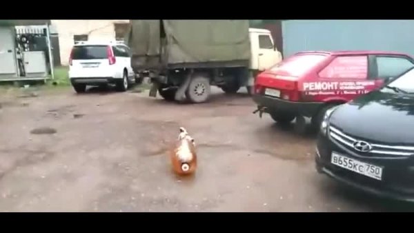 Пес и бутылка взорвалась