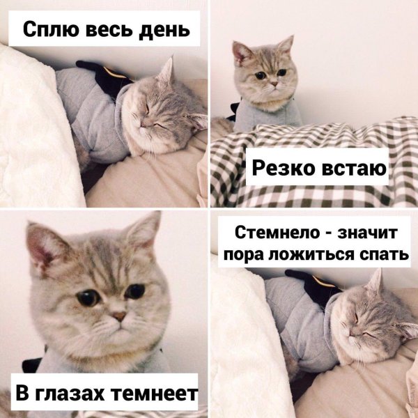Котики смешные мемы