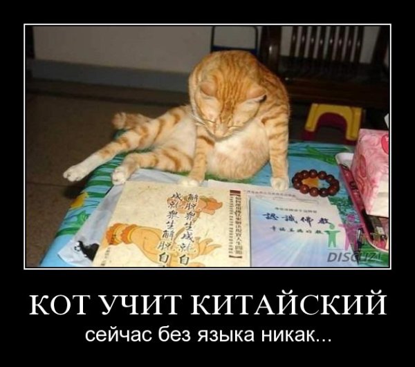 Коты мемы китайский