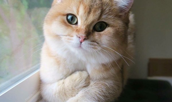 Котенок туть