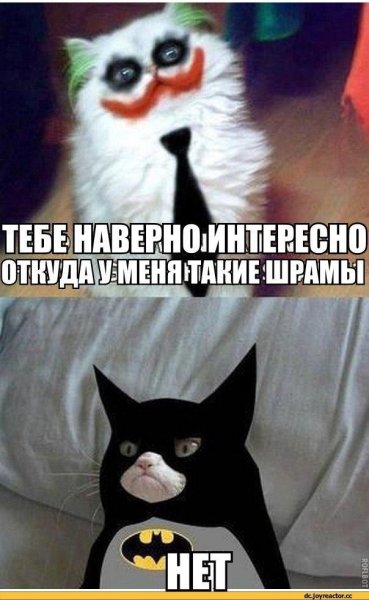 Знаешь откуда эти шрамы кот