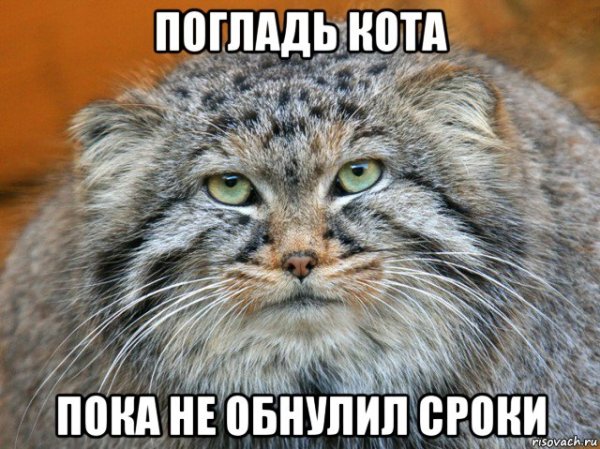 Погладь Мем