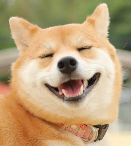 Сиба ину улыбается