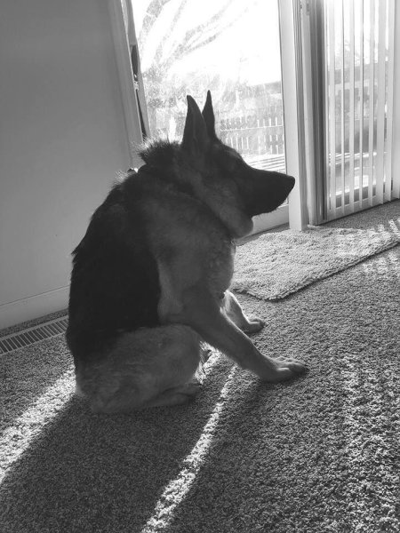 Овчарка Квазимодо