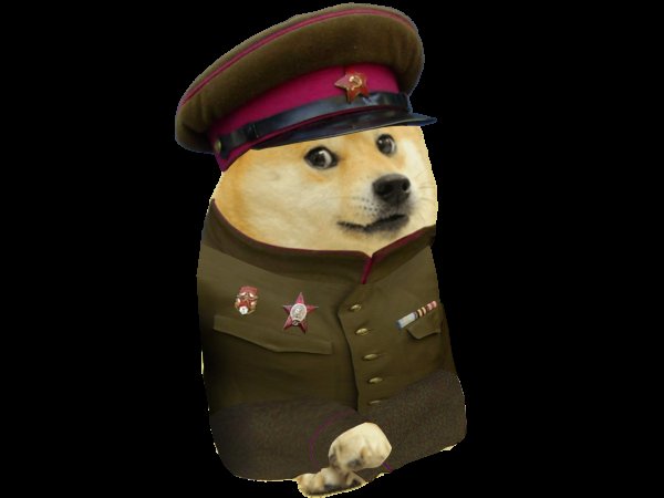 Кот в шапке ушанке