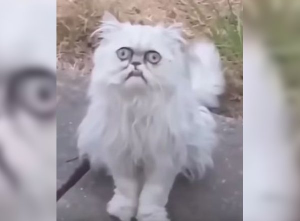 Уилфред Уорриор