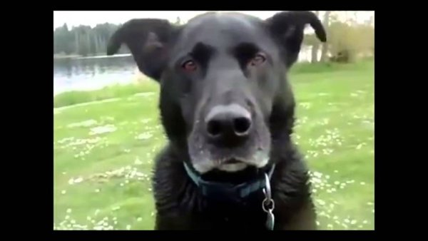 Коротко о погоде собака стучит зубами