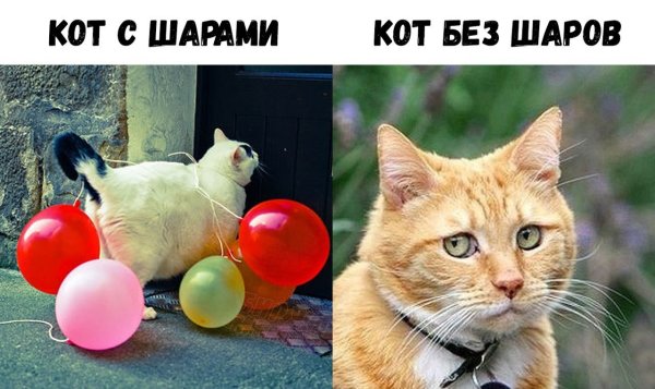 Мемы с котами