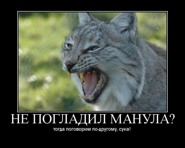 Погладь кота демотиватор